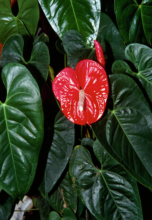 Flamingo Flower. (anthurium Andraeanum) Photograph by M F Merlet/science Photo Library