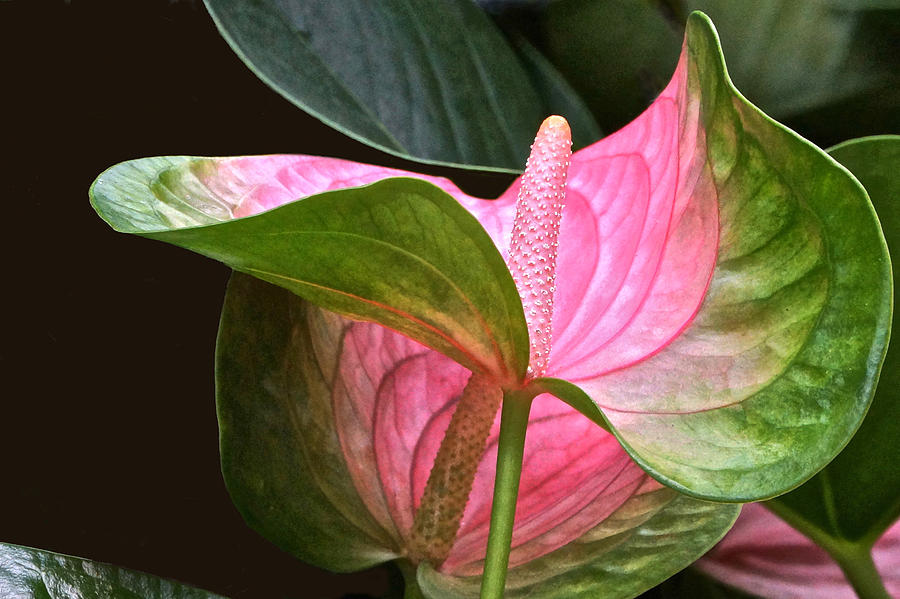 Download Flamingo Flower Photograph by Byron Varvarigos
