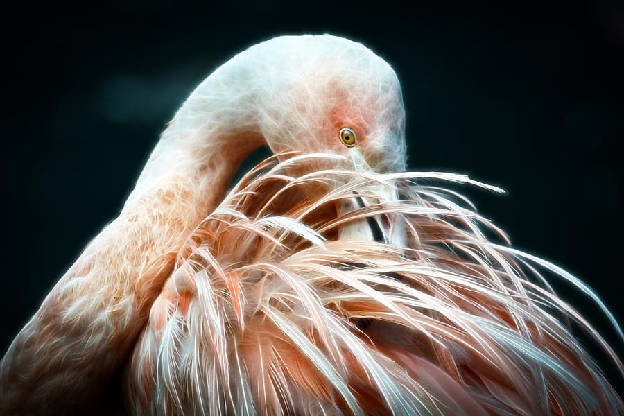 Flamingo Fluff Photograph by Steve McKinzie