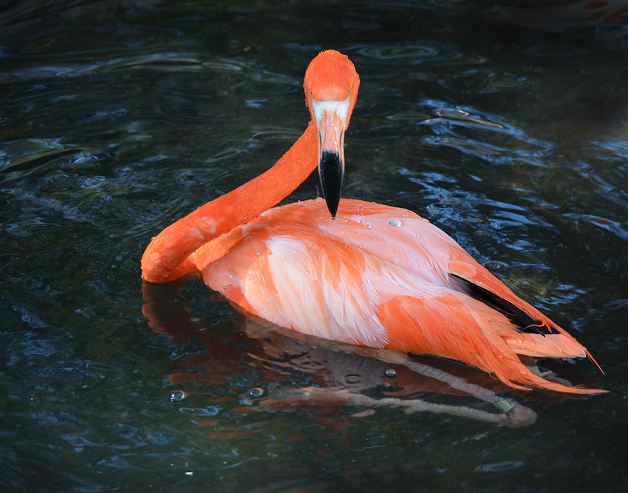 Flamingo Focus Photograph by Maggy Marsh