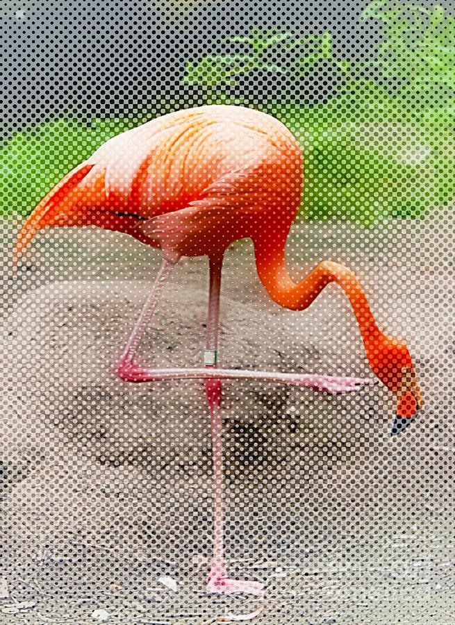 Flamingo Four Photograph by Lilliana Mendez