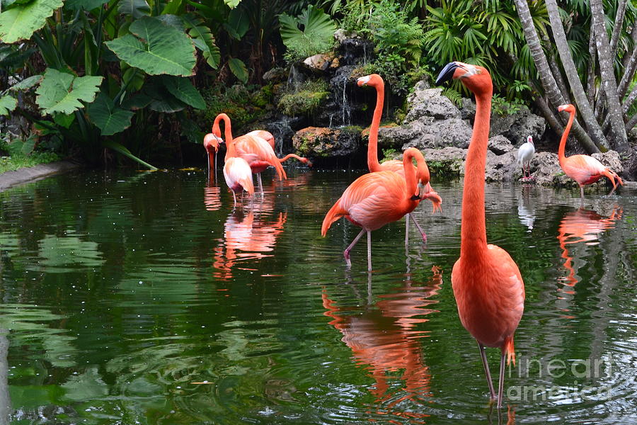 flamingo garden