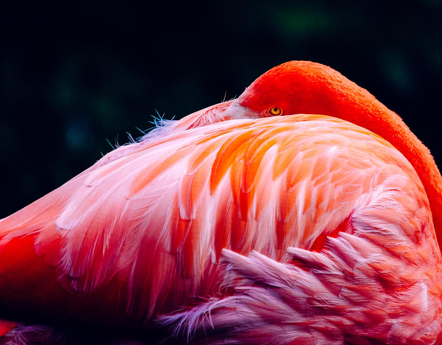 Flamingo Gaze Photograph by Pati Photography - Fine Art America