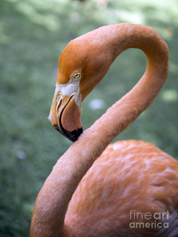 Pink Flamingo Photograph by Glenn Gordon