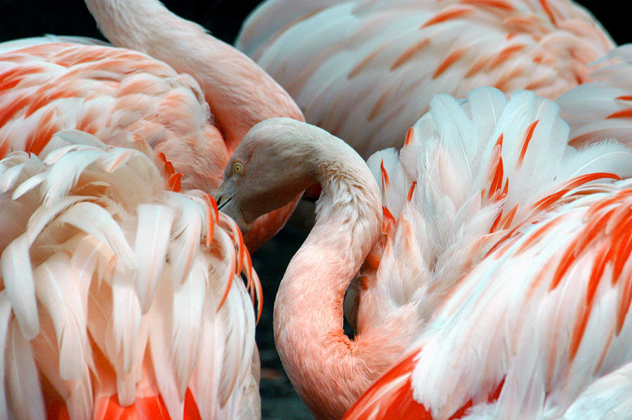Flamingo Photograph - Flamingo by Glenn McGloughlin