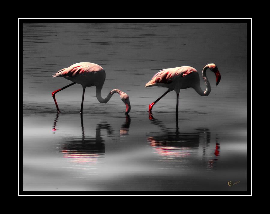 Flamingo Photograph - Flamingo Glow by Ernestine Manowarda