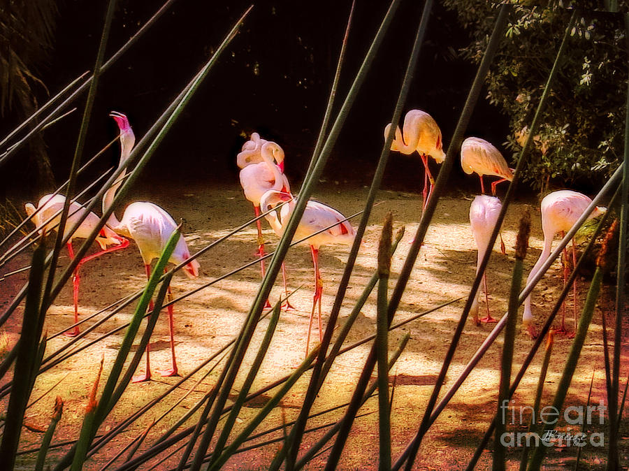 Flamingo Glow Digital Art by Jennie Breeze