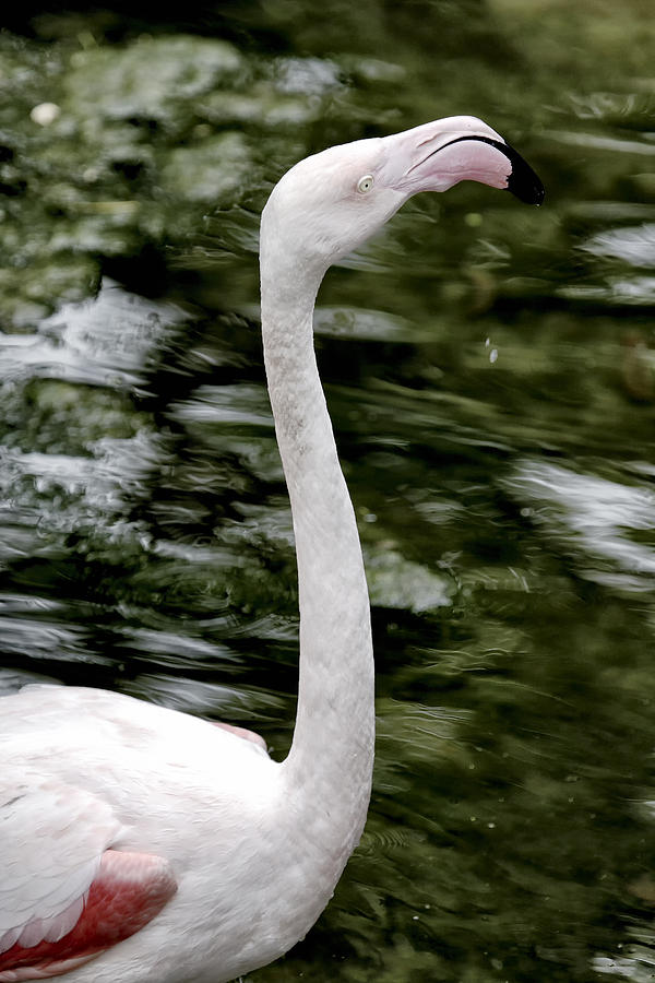 Phoenicopterus Photograph - Flamingo by Goyo Ambrosio Phoenicopterus Photograph - Flamingo by Goyo Ambrosio