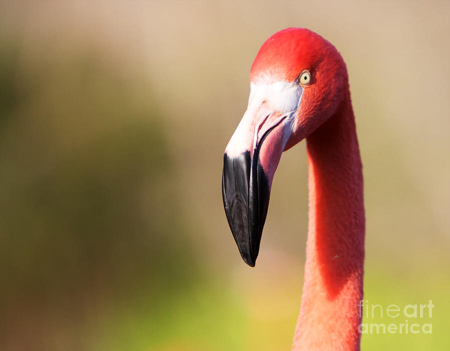 Flamingo Head forward Photograph by Robert Keenan - Fine Art America