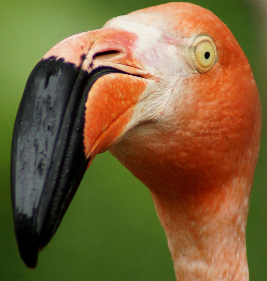 Flamingo Head Shot Photograph