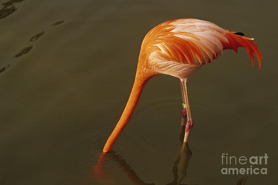 Flamingo Head under water Photograph by Jim Corwin