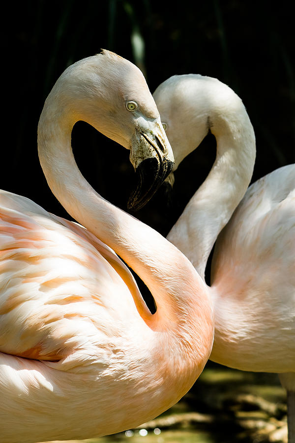 Flamingo Photograph - Flamingo Heart by Gaurav Singh
