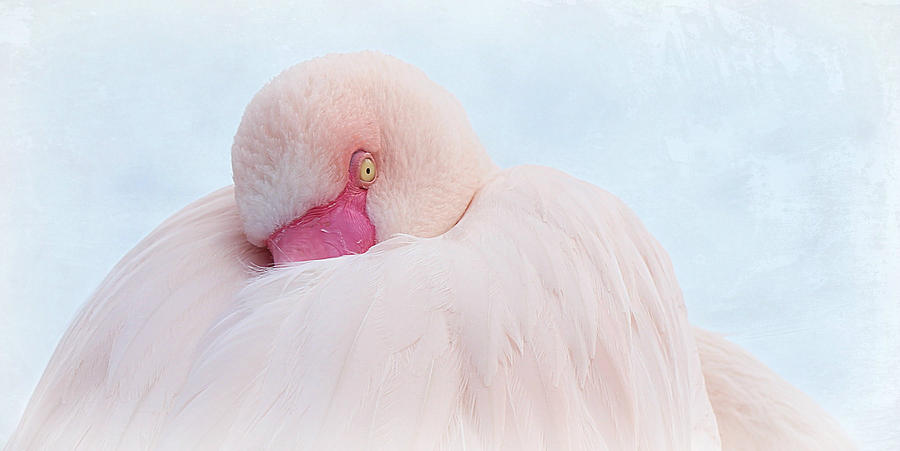 Flamingo Photograph by Heike Hultsch