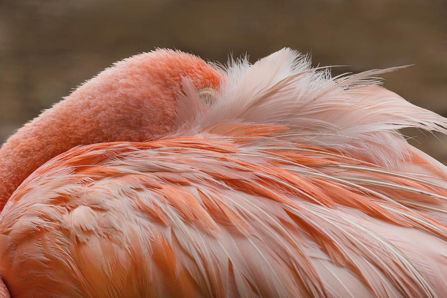Flamingo Hiding Photograph by Jack Nevitt