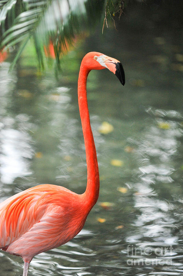 https://images.fineartamerica.com/images-medium-large-5/flamingo-i-liesl-marelli.jpg