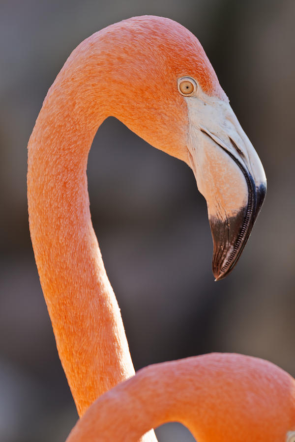 Flamingo II Photograph by Glenn Woodell