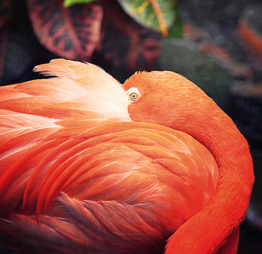 Flamingo Photograph - Flamingo Il by Maria Angelica Maira