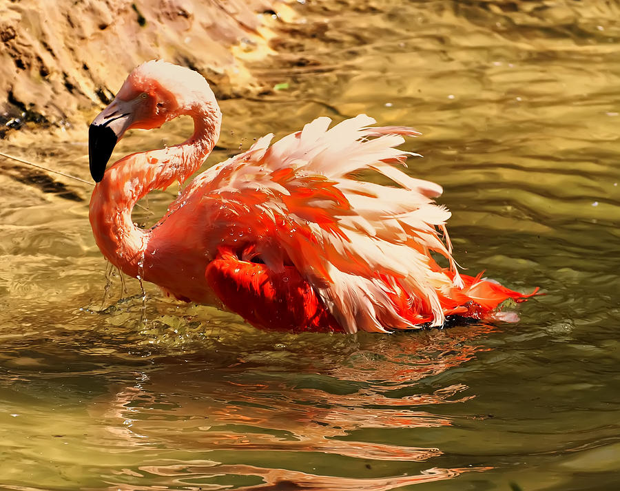 Flamingo in a pond Photograph by Flees Photos