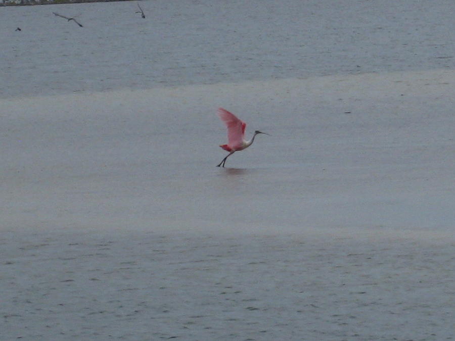 Flamingo Photograph - Flamingo in Flight by Mary Vinagro