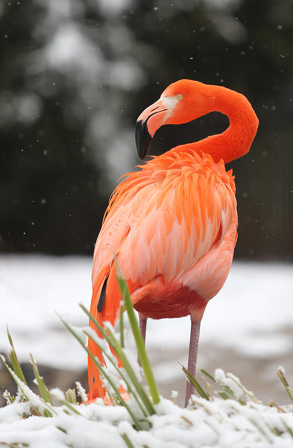 Flamingo in Snow Photograph by Jack Nevitt