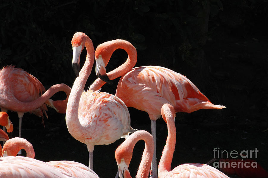 Flamingo Photograph by Ivete Basso Photography