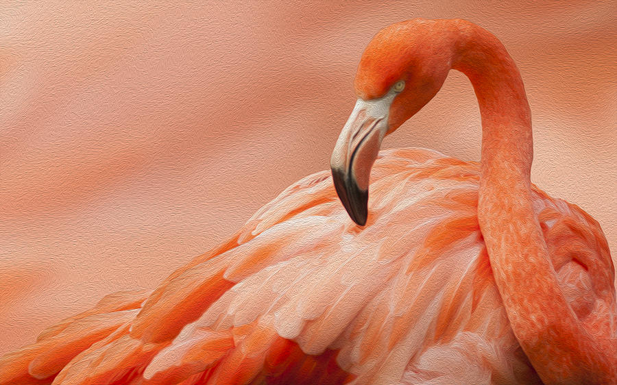 Flamingo Photograph - Flamingo by Jack Zulli
