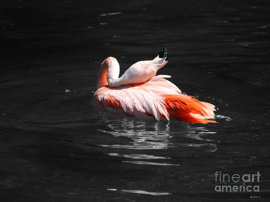Flamingo Photograph by Jai Johnson