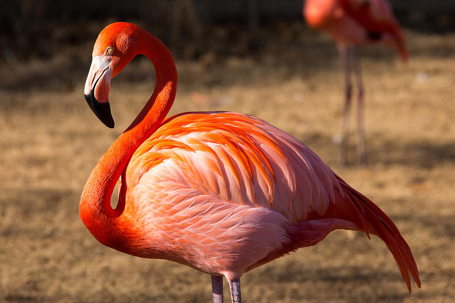 Flamingo Photograph - Flamingo  by John Ferrante