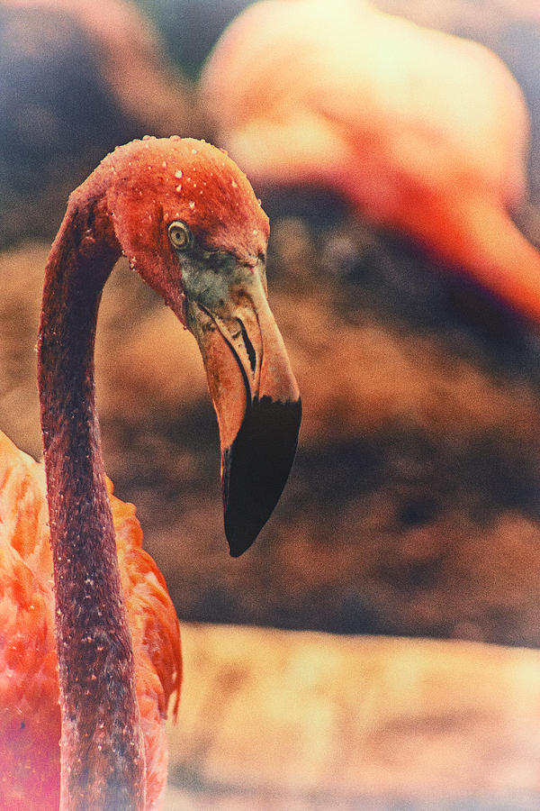 Flamingo Photograph - Flamingo  by Karol Livote