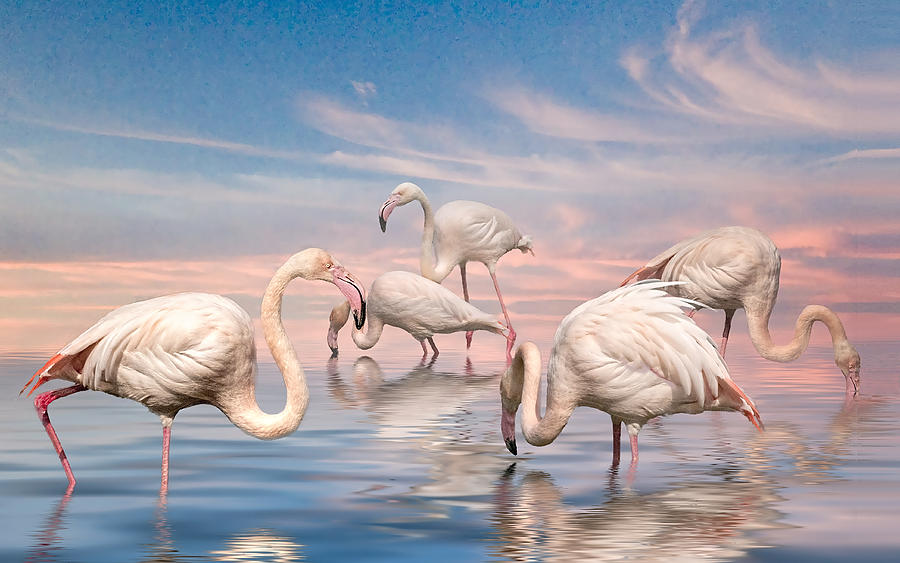 Flamingo Lagoon Photograph by Brian Tarr