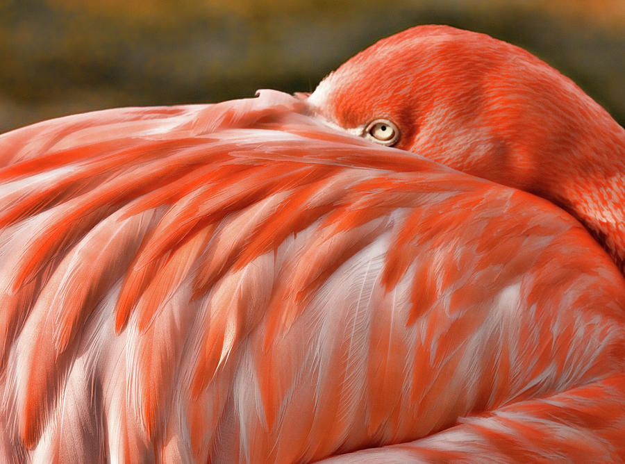 Feather Photograph - Flamingo by Lana Trussell