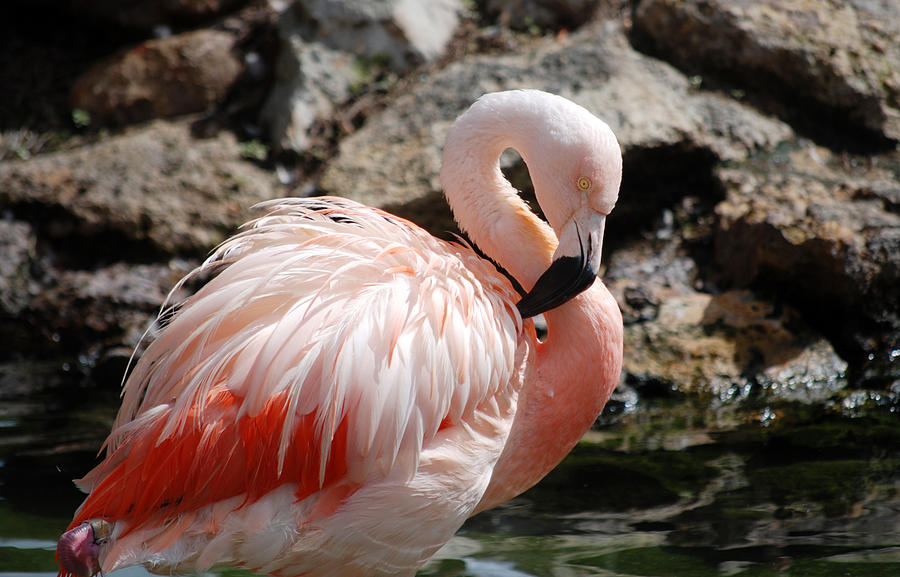 Flamingo Photograph by Larah McElroy