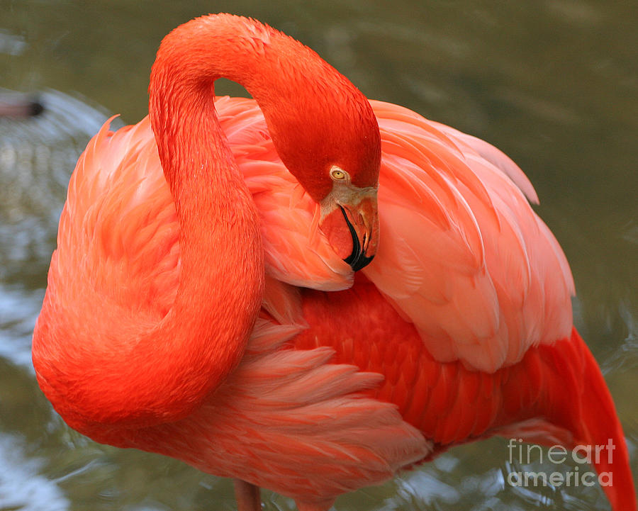 Flamingo Photograph by Larry Nieland