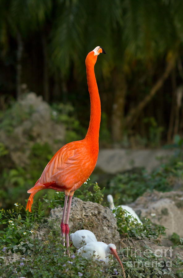 Flamingo Photograph by Les Palenik