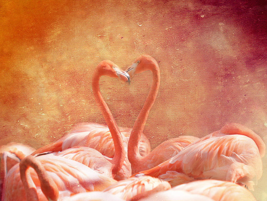 Flamingo love Photograph by Heike Hultsch