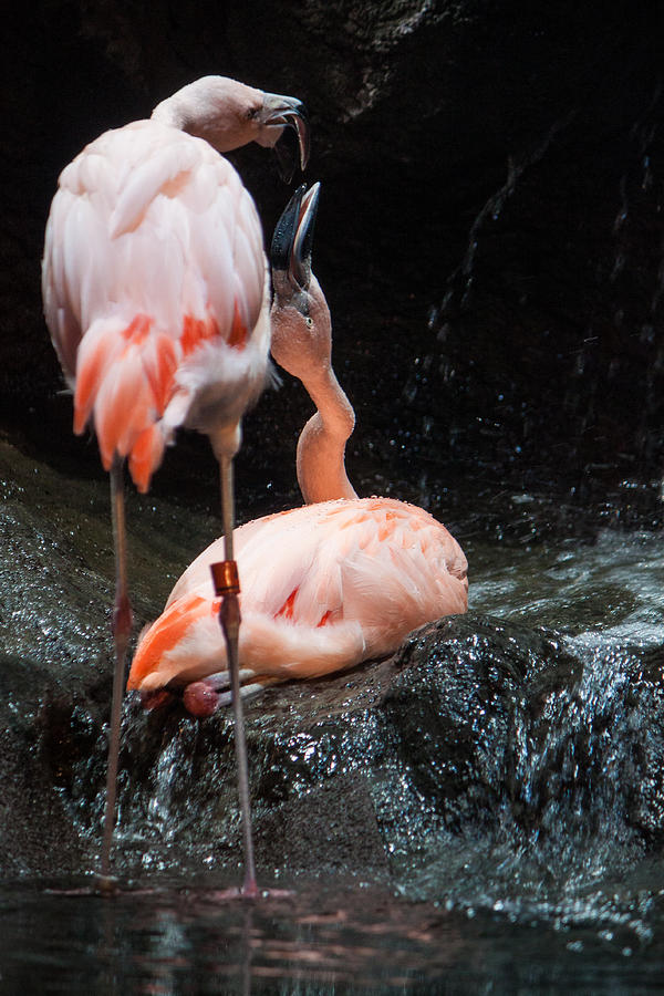 Flamingo Photograph - Flamingo Love by Mike Lee