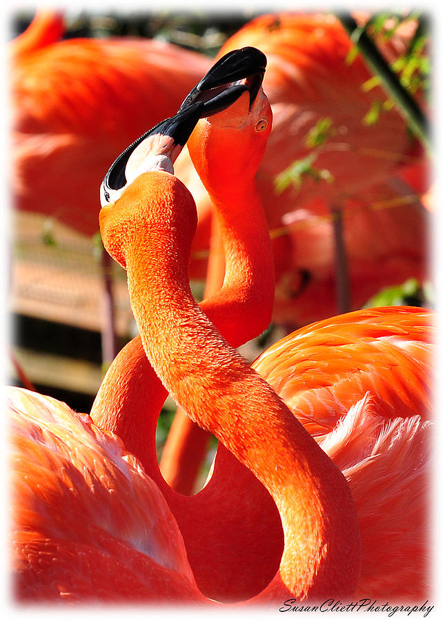 Flamingo Love Photograph by Susan Cliett