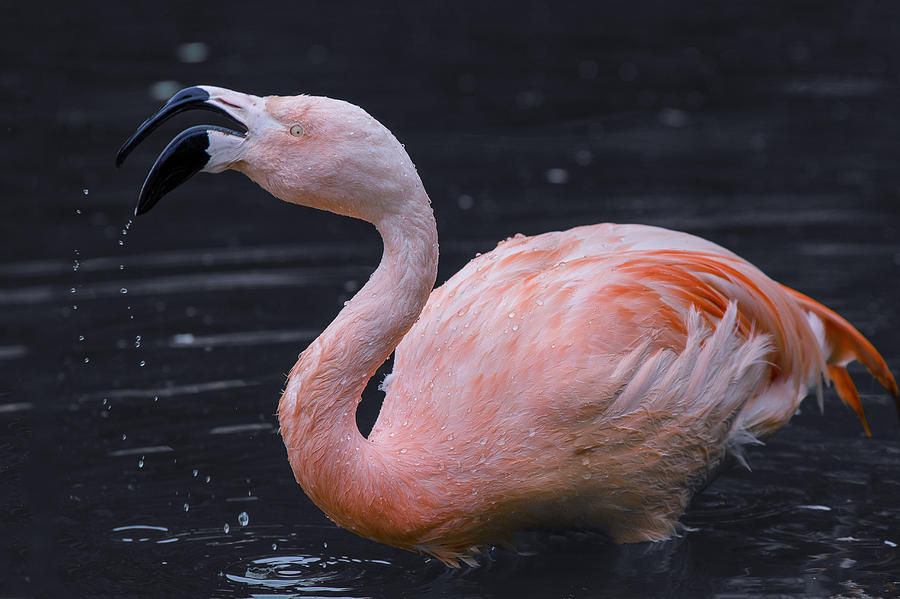 Flamingo Manners Photograph by Greg Nyquist