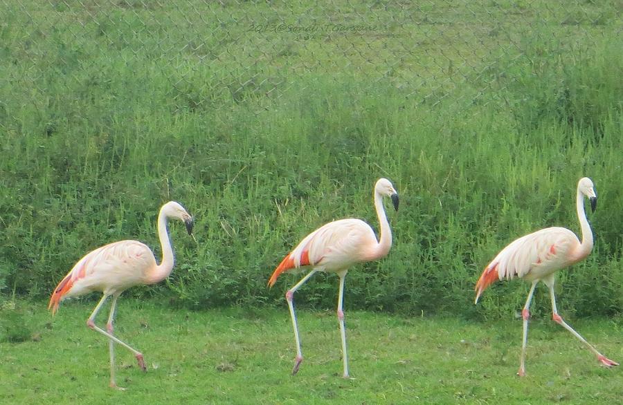 Flamingo March Photograph by Sonali Gangane
