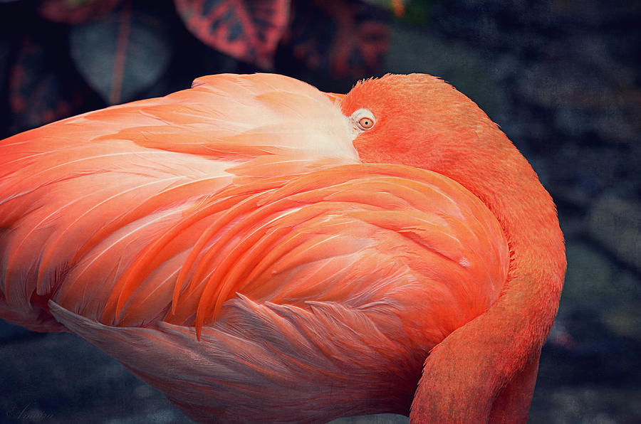 Flamingo Photograph - Flamingo by Maria Angelica Maira