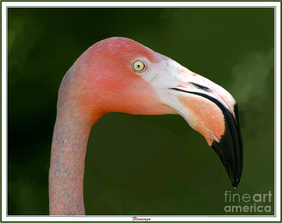 Flamingo Photograph by Mariarosa Rockefeller