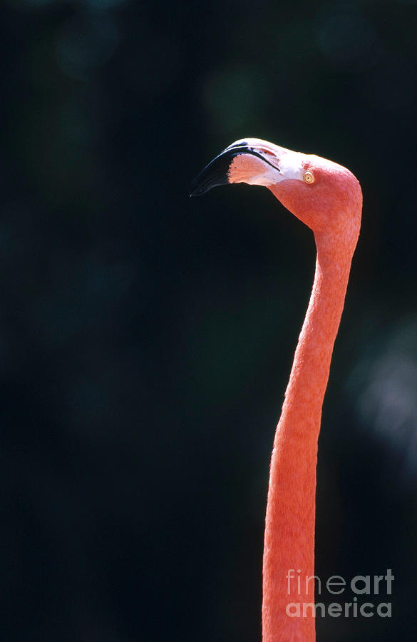 Flamingo Photograph - Flamingo by Mark Newman