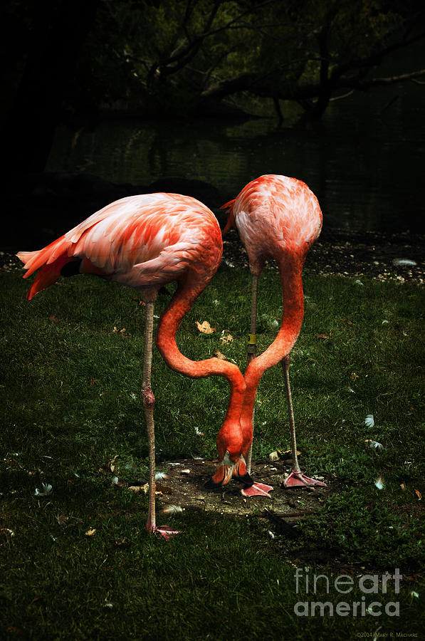 Flamingo Mirrored Photograph by Mary Machare