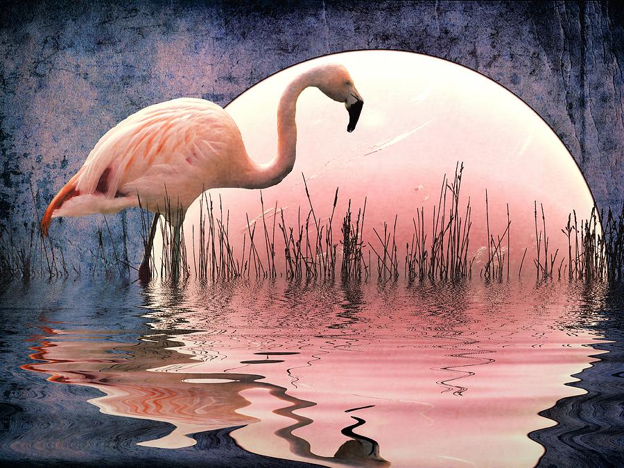 Flamingo Photograph - Flamingo Moon by Sharon Lisa Clarke