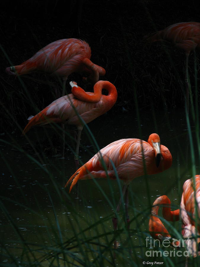 Flamingo Morning Photograph by Greg Patzer