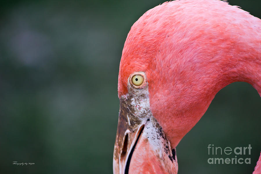 Flamingo Photograph by Ms Judi