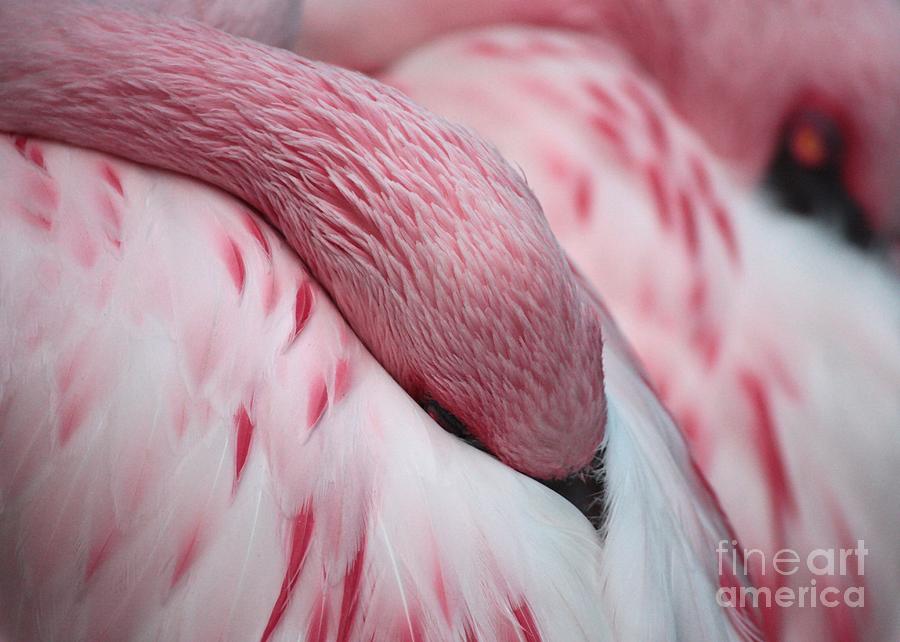 Flamingo Photograph - Flamingo Nap by Carol Groenen