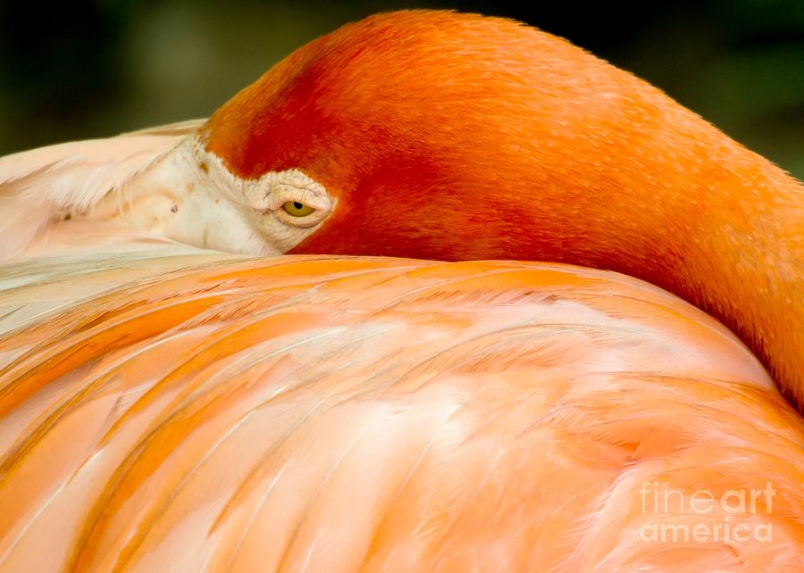 Flamingo Napping Photograph by Sabrina L Ryan