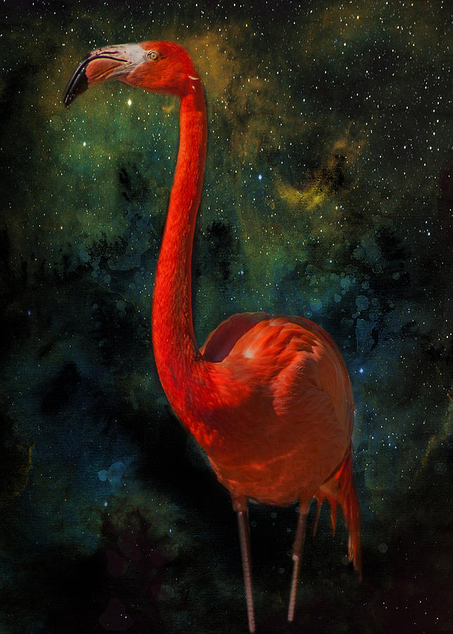 Flamingo no 1 Photograph by James Bethanis