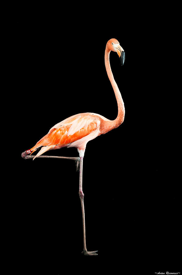 Flamingo on Black Photograph by Avian Resources